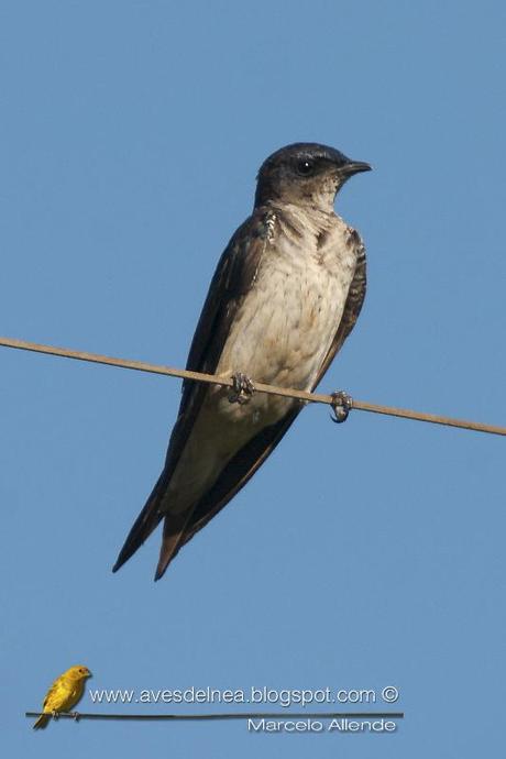 Golondrina doméstica (Gray-breasted Martin) Progne chalybea