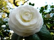 Poemas enviados concurso "Nuestra Musa, Camelia"