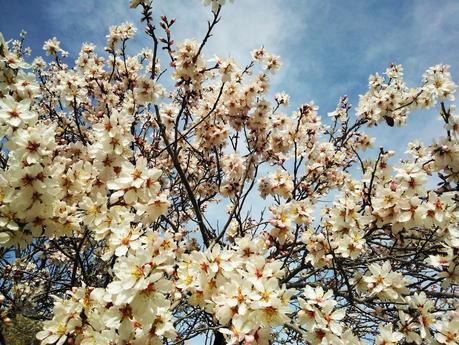 Viaje a Zamora / サモーラ旅行