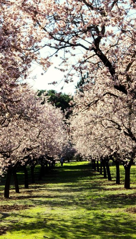 Almendros en flor, cuatro haikus