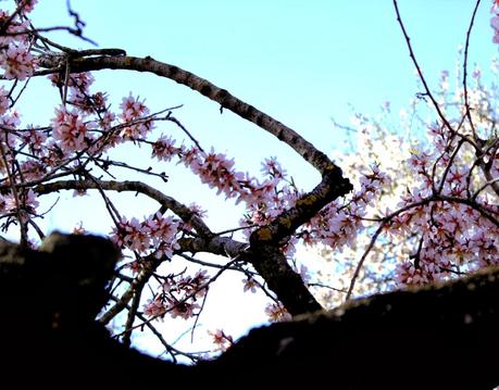 Almendros en flor, cuatro haikus