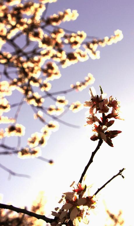Almendros en flor, cuatro haikus