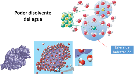 Los niveles de organización subcelulares: bioelementos y biomoléculas inorgánicas