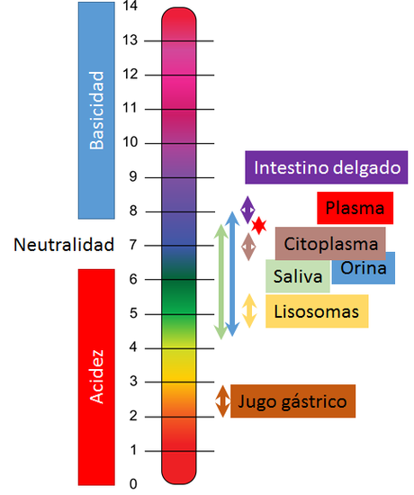 Los niveles de organización subcelulares: bioelementos y biomoléculas inorgánicas