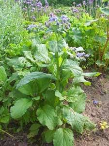 LENTEJAS CON BORRAJAS Y CALABAZA