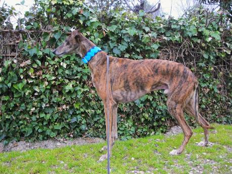 HORUS, NO ESTÁ EN ADOPCIÓN, PORQUE ÉL ES MI NUEVO GALGO...