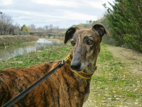 HORUS, NO ESTÁ EN ADOPCIÓN, PORQUE ÉL ES MI NUEVO GALGO...