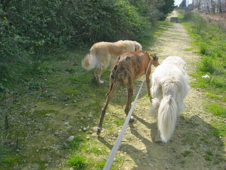 HORUS, NO ESTÁ EN ADOPCIÓN, PORQUE ÉL ES MI NUEVO GALGO...