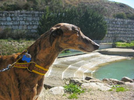 HORUS, NO ESTÁ EN ADOPCIÓN, PORQUE ÉL ES MI NUEVO GALGO...