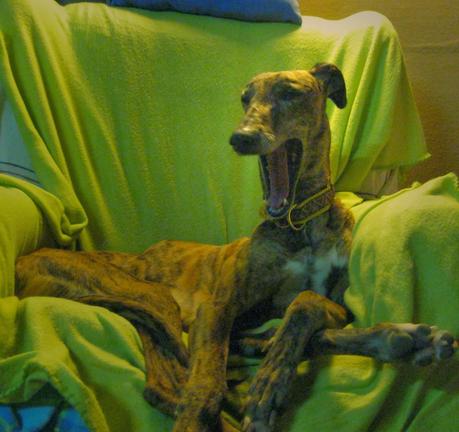 HORUS, NO ESTÁ EN ADOPCIÓN, PORQUE ÉL ES MI NUEVO GALGO...