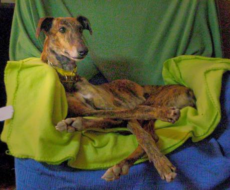 HORUS, NO ESTÁ EN ADOPCIÓN, PORQUE ÉL ES MI NUEVO GALGO...