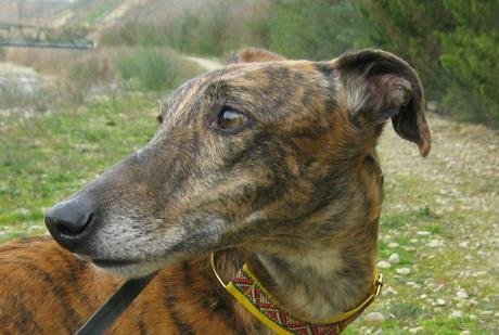 HORUS, NO ESTÁ EN ADOPCIÓN, PORQUE ÉL ES MI NUEVO GALGO...