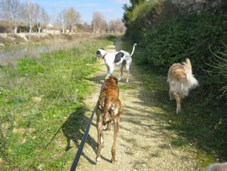HORUS, NO ESTÁ EN ADOPCIÓN, PORQUE ÉL ES MI NUEVO GALGO...