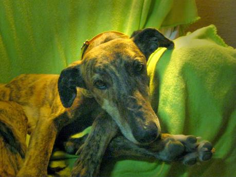 HORUS, NO ESTÁ EN ADOPCIÓN, PORQUE ÉL ES MI NUEVO GALGO...