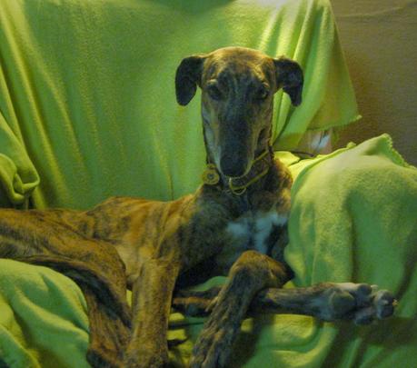 HORUS, NO ESTÁ EN ADOPCIÓN, PORQUE ÉL ES MI NUEVO GALGO...