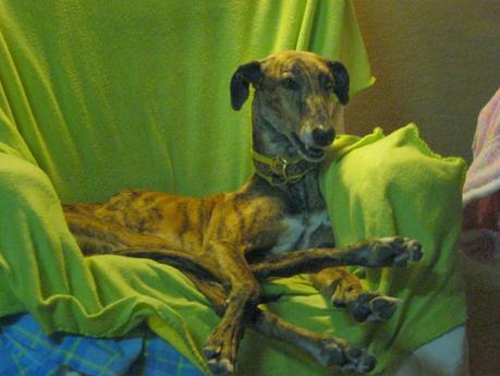 HORUS, NO ESTÁ EN ADOPCIÓN, PORQUE ÉL ES MI NUEVO GALGO...