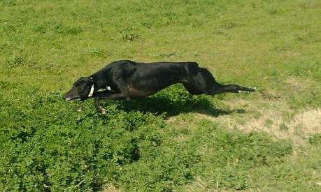 COSTELO en ADOPCIÓN. (ZARAGOZA)