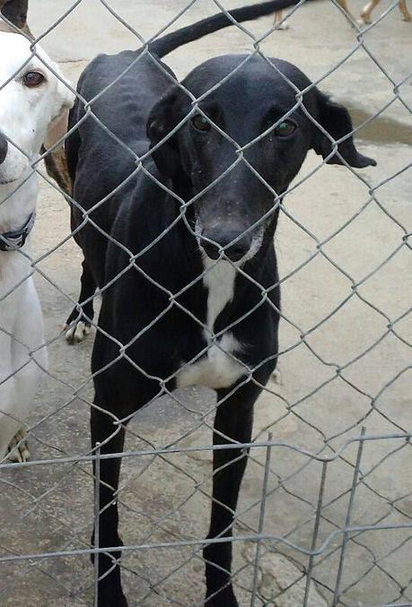 COSTELO en ADOPCIÓN. (ZARAGOZA)