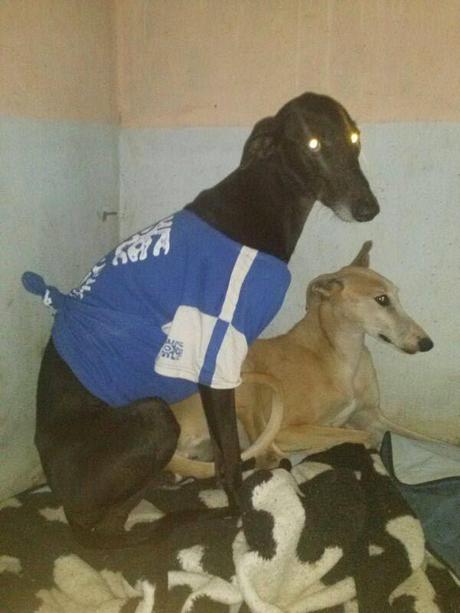 ABOT, PRECIOSO GALGO EN ADOPCIÓN. (ZARAGOZA)