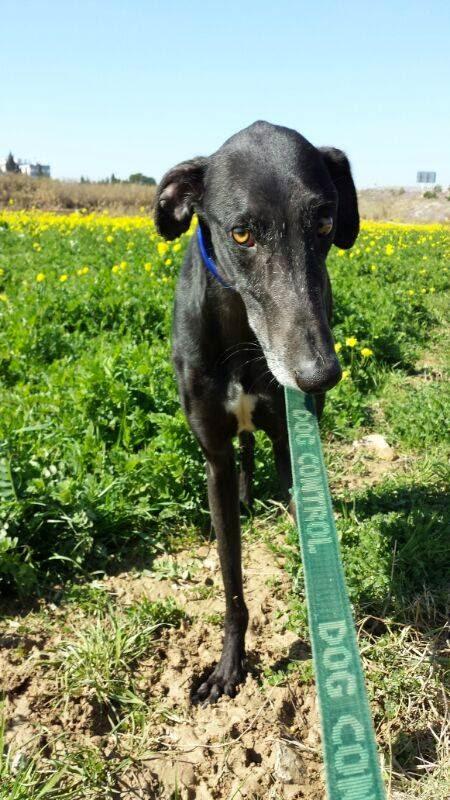 ABOT, PRECIOSO GALGO EN ADOPCIÓN. (ZARAGOZA)