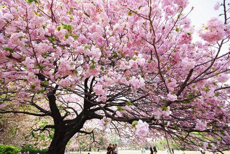 Cerezos-en-flor-Japón