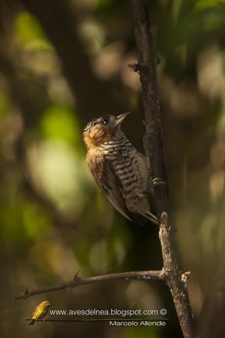 Carpinterito cuello canela (Ochre-collared Piculet) Picumnus temminckii