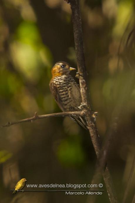 Carpinterito cuello canela (Ochre-collared Piculet) Picumnus temminckii