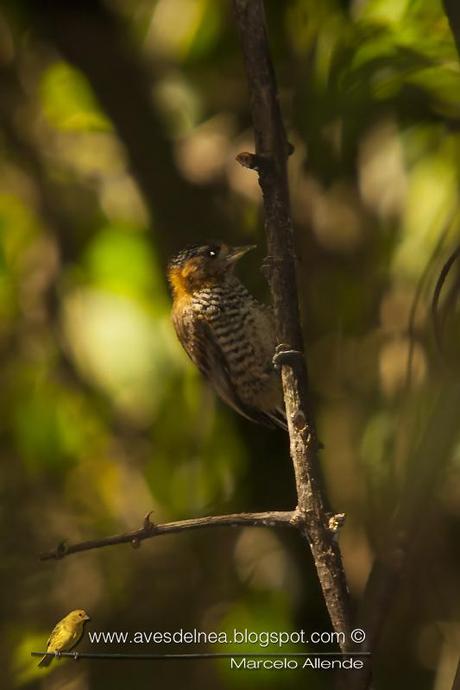 Carpinterito cuello canela (Ochre-collared Piculet) Picumnus temminckii