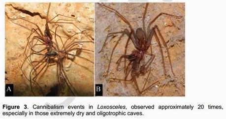 Trabajo interesante sobre predación de arañas