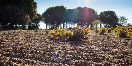 Viñedos Quinta de La Quietud