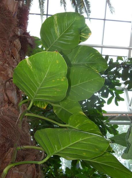 Tres Plantas para Limpiar el Aire de la Casa