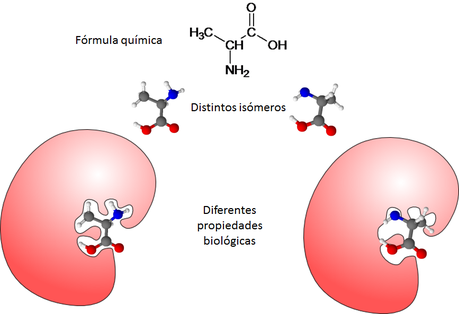 Las biomoléculas orgánicas