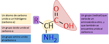 Las biomoléculas orgánicas