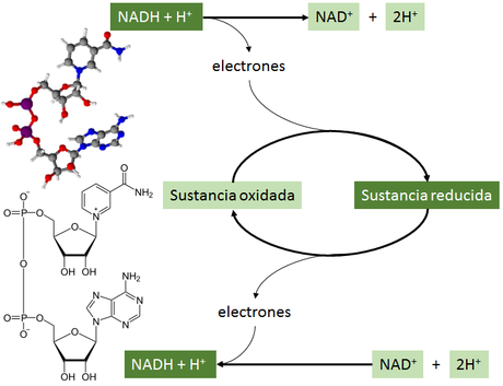 Las biomoléculas orgánicas