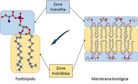 Las biomoléculas orgánicas