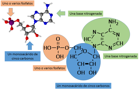 Las biomoléculas orgánicas