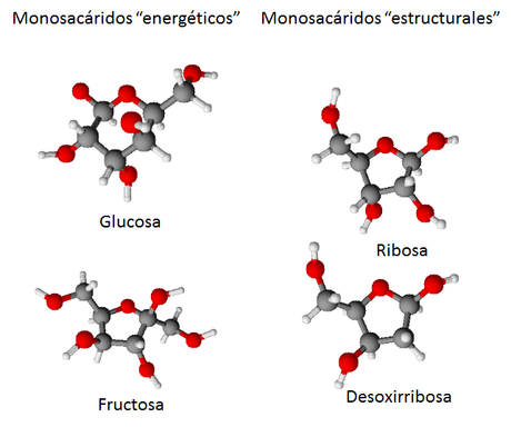 Las biomoléculas orgánicas