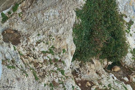 Los buitres que volaban sobre la mar