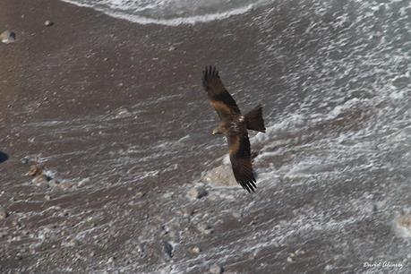 Los buitres que volaban sobre la mar