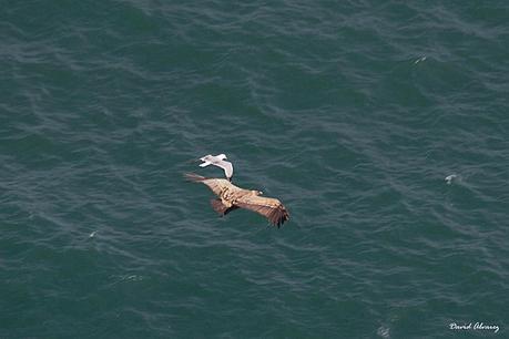Los buitres que volaban sobre la mar