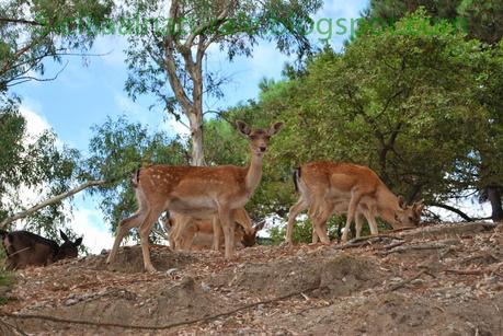 Flora y fauna de Sicilia