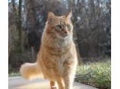¿Por gato persigue?