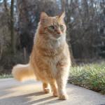 ¿Por qué mi gato me persigue?