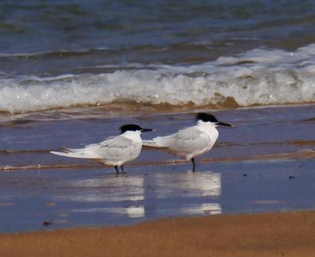 Comienza el paso de charrán patinegro