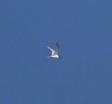 Comienza el paso de charrán patinegro