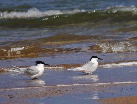 Comienza el paso de charrán patinegro