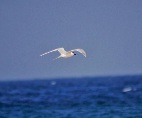 Comienza el paso de charrán patinegro
