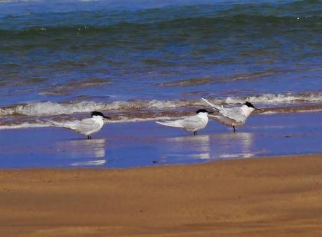 Comienza el paso de charrán patinegro