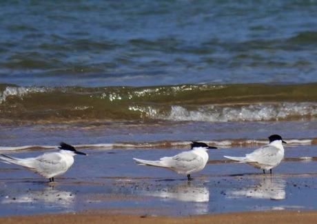 Comienza el paso de charrán patinegro