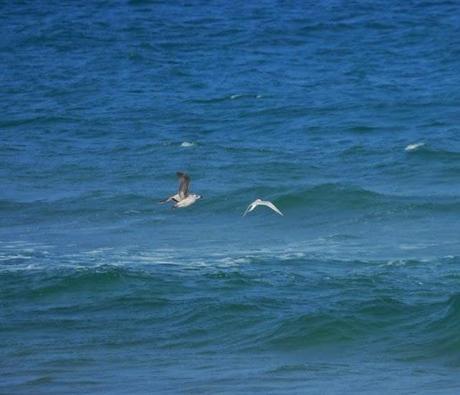 Comienza el paso de charrán patinegro